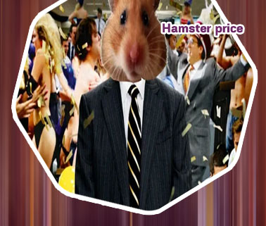 Hamster crypto price